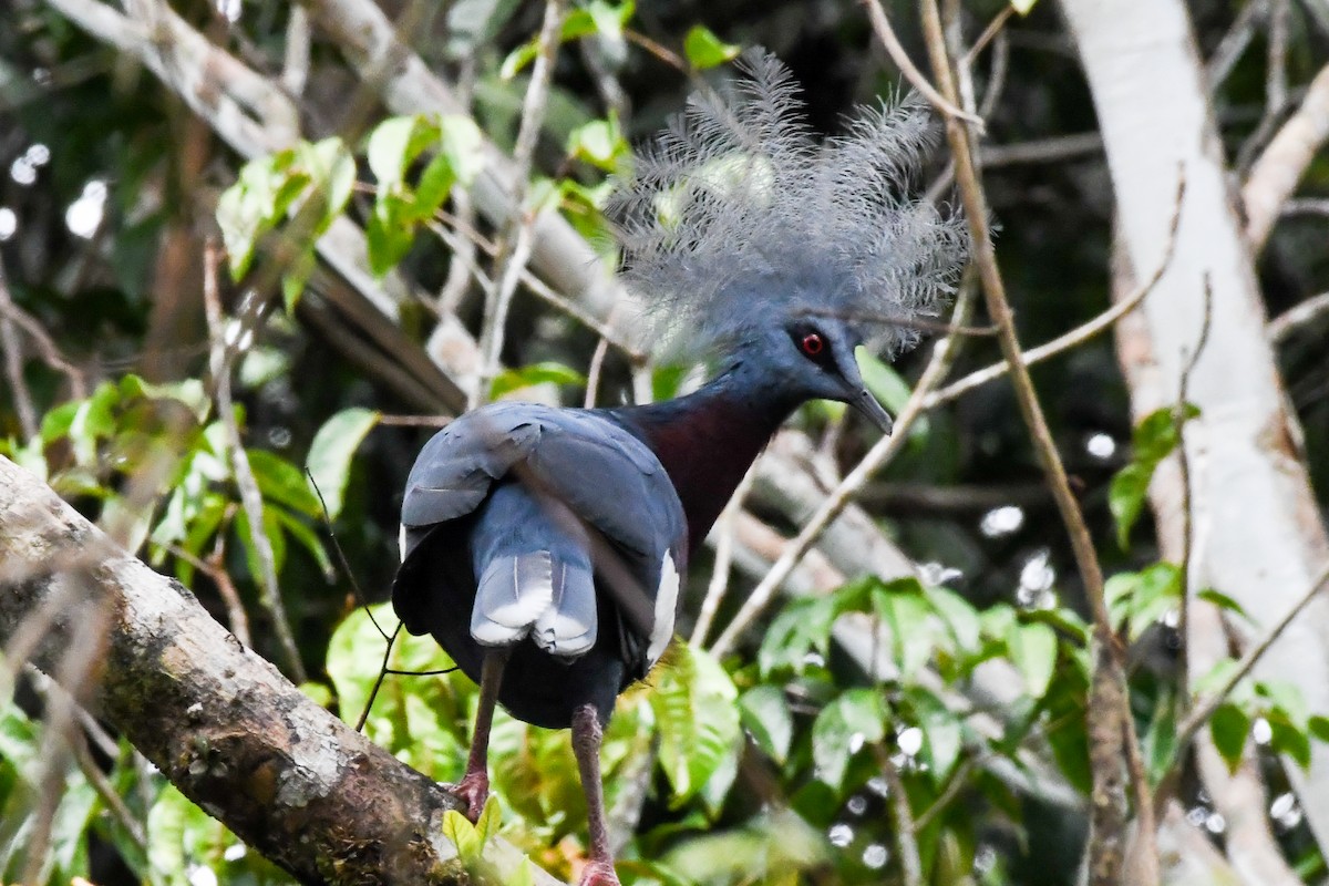 Sclater's Crowned-Pigeon - ML547343971