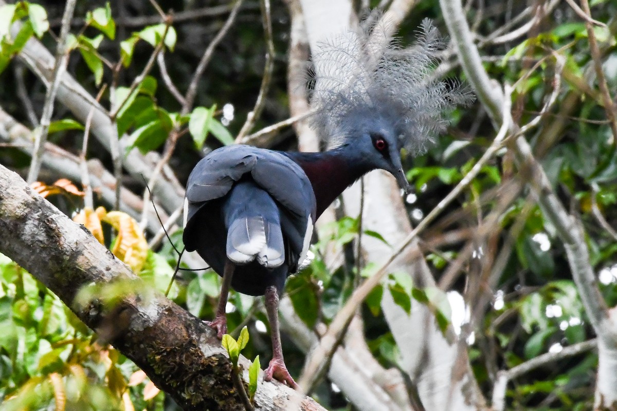 Sclater's Crowned-Pigeon - ML547343981
