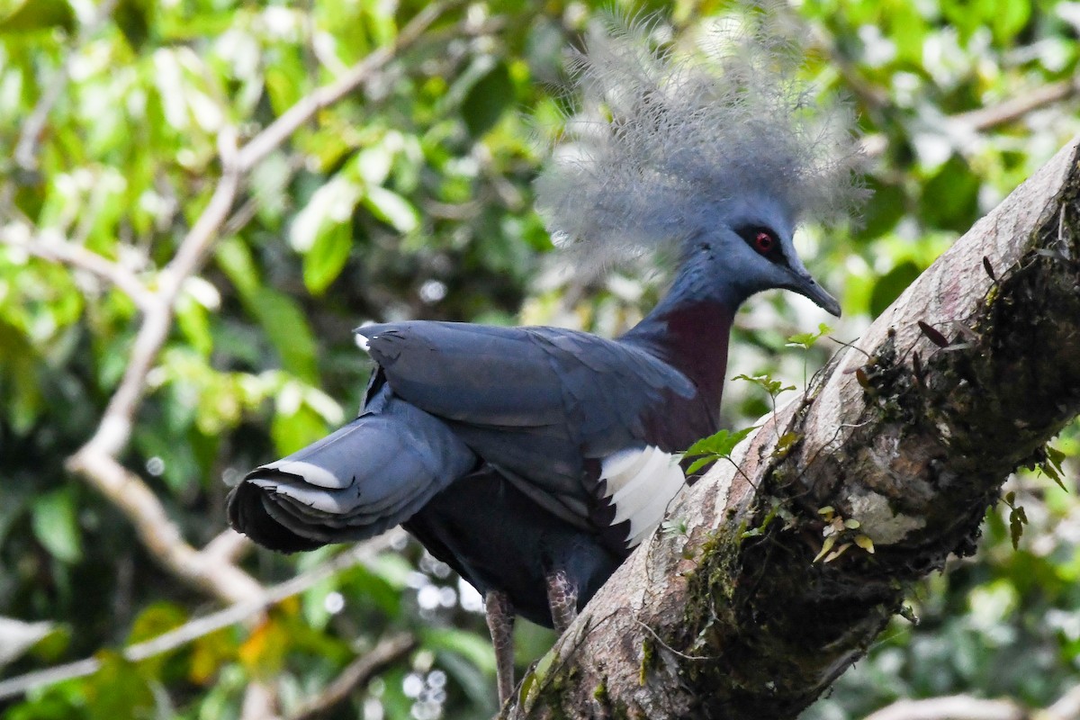 Sclater's Crowned-Pigeon - ML547343991