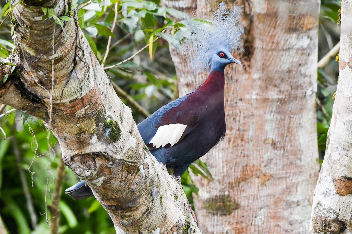 Sclater's Crowned-Pigeon - ML547344001