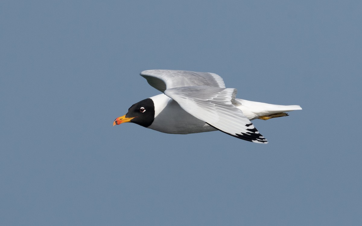 Pallas's Gull - ML547344081