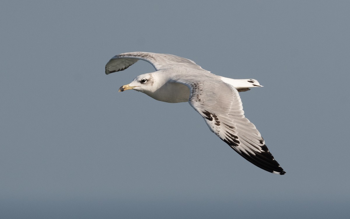 Pallas's Gull - ML547344091