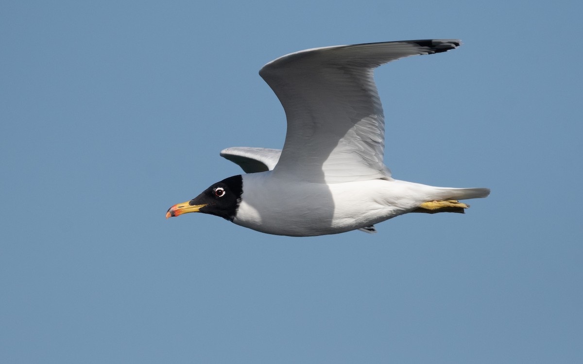 Pallas's Gull - ML547344101