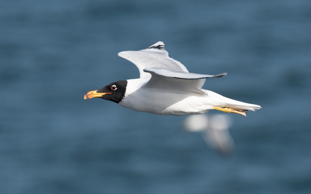 Pallas's Gull - ML547344131
