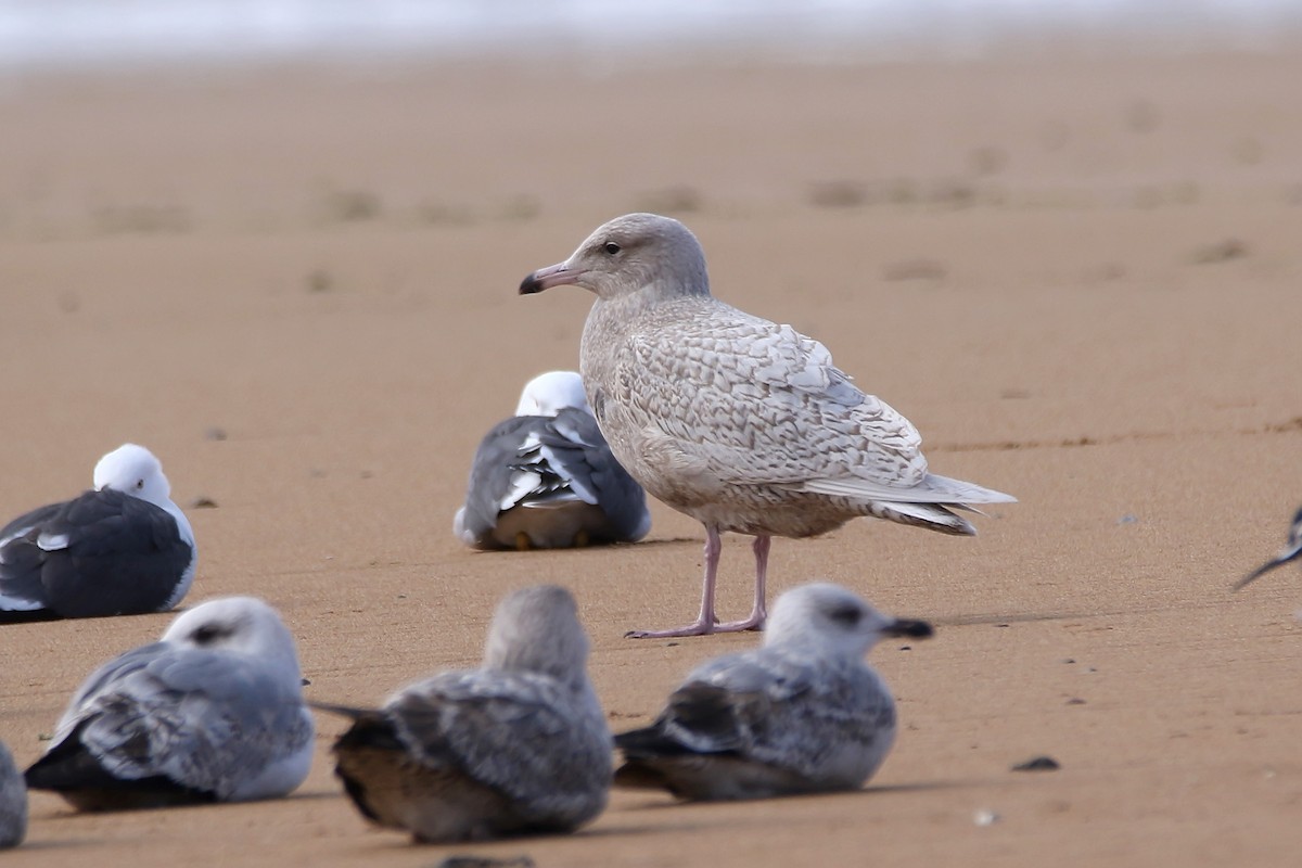 Glaucous Gull - Delfin Gonzalez