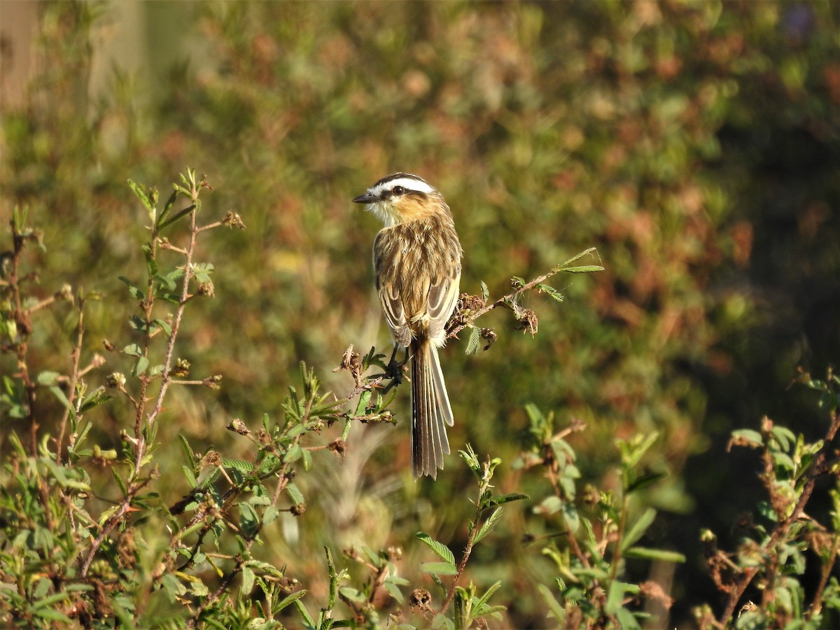 Sharp-tailed Tyrant - ML547344471