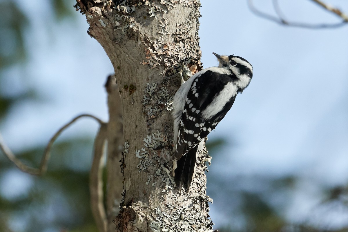 Downy Woodpecker - ML547346001