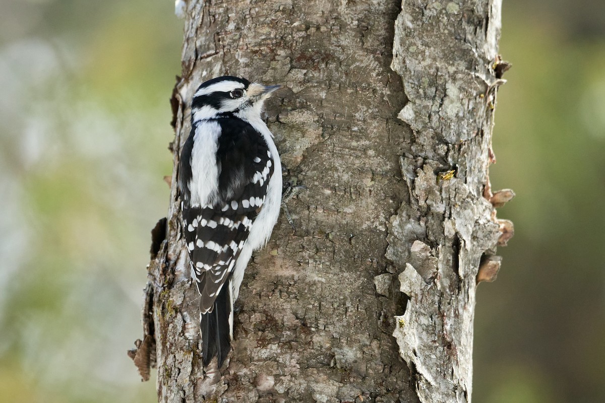 Downy Woodpecker - ML547346011