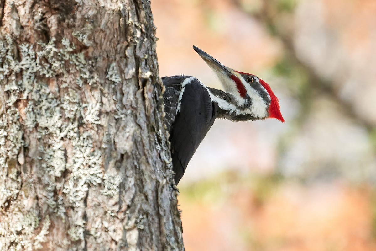 Pileated Woodpecker - ML547346101
