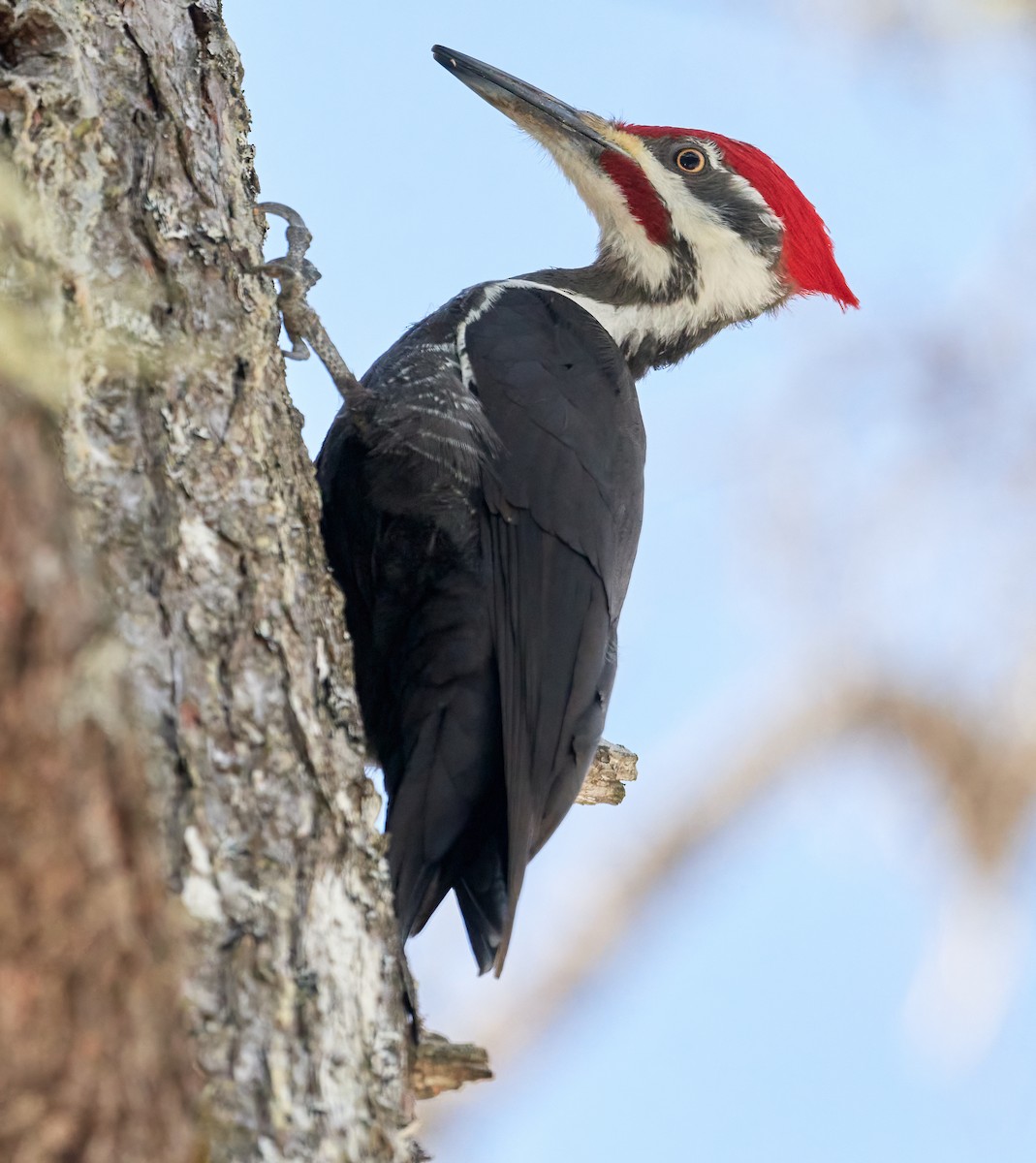 Pileated Woodpecker - ML547346111