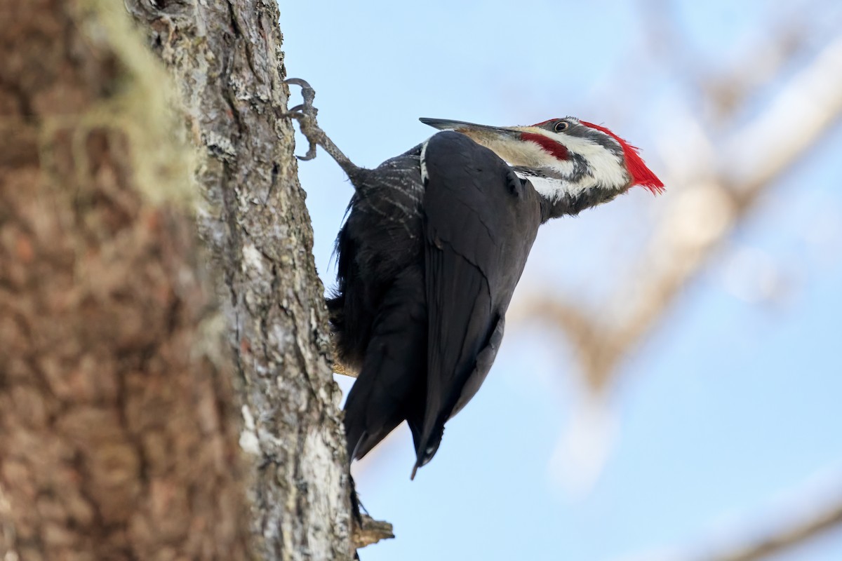 Pileated Woodpecker - ML547346121
