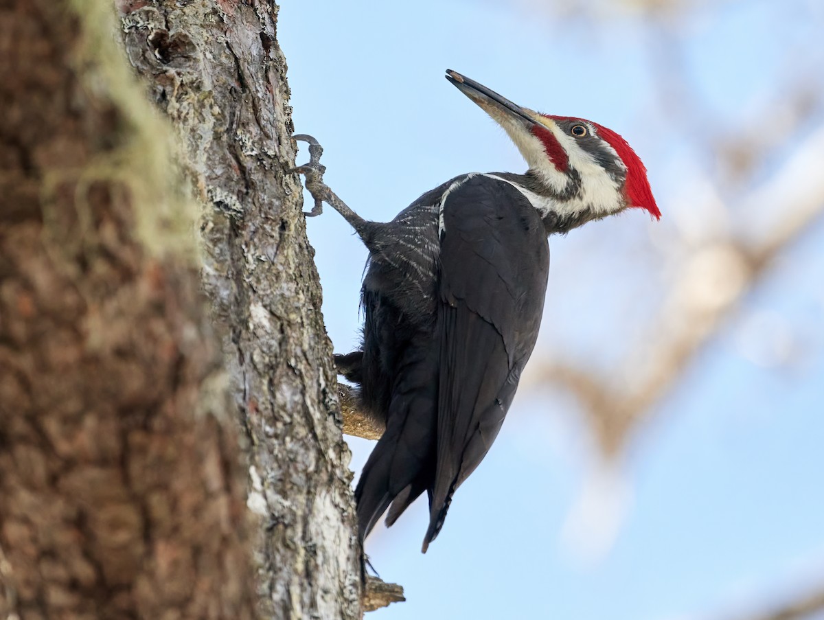 Pileated Woodpecker - ML547346131