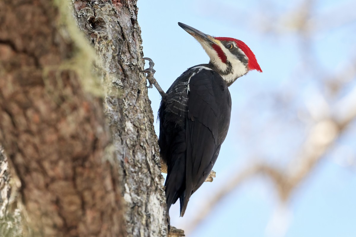 Pileated Woodpecker - ML547346141