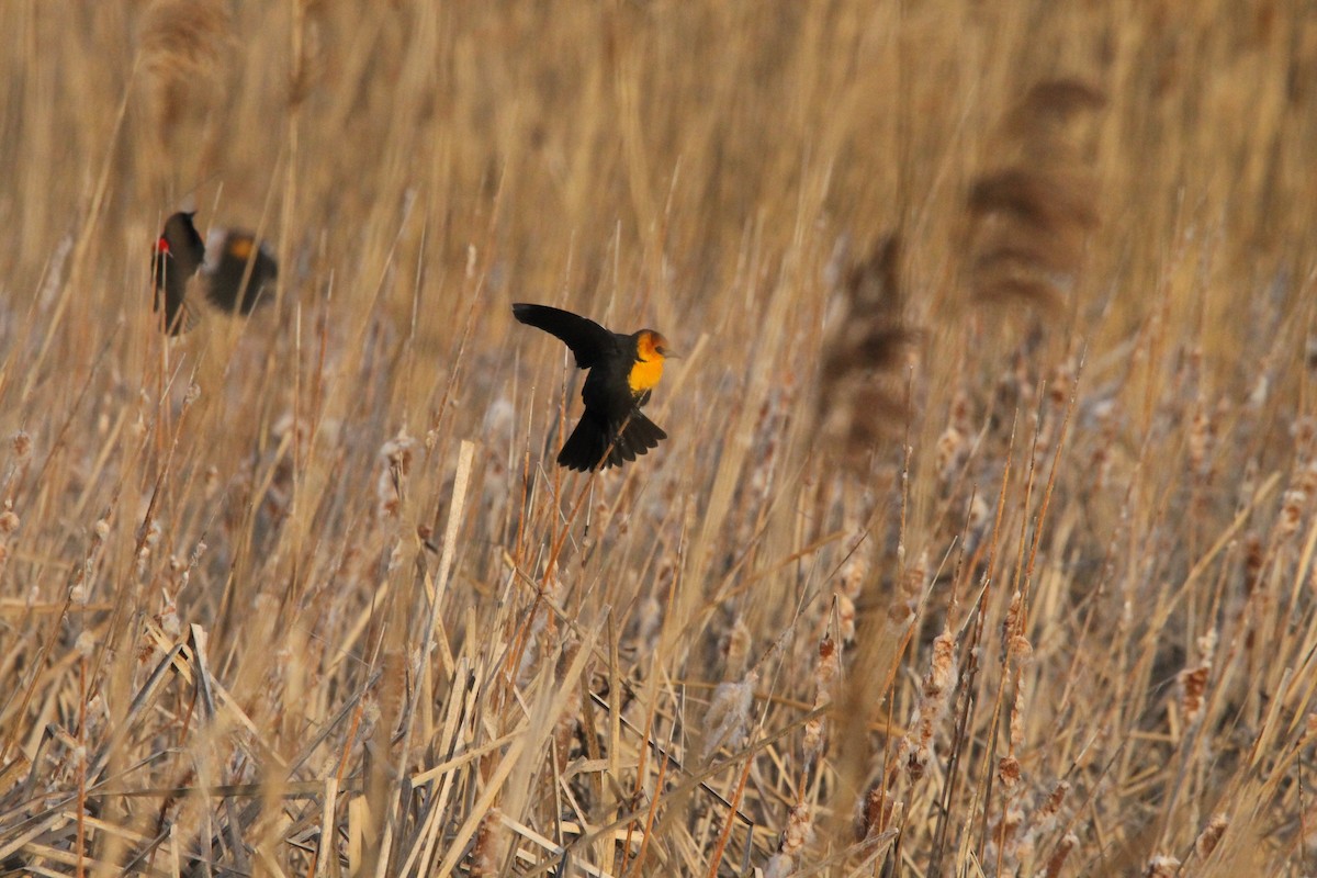 Yellow-headed Blackbird - Andrew Eller