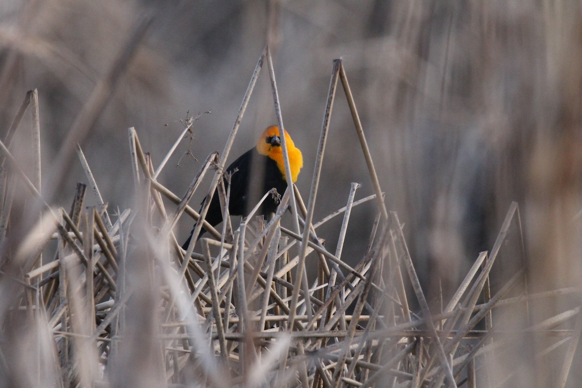 Yellow-headed Blackbird - Andrew Eller