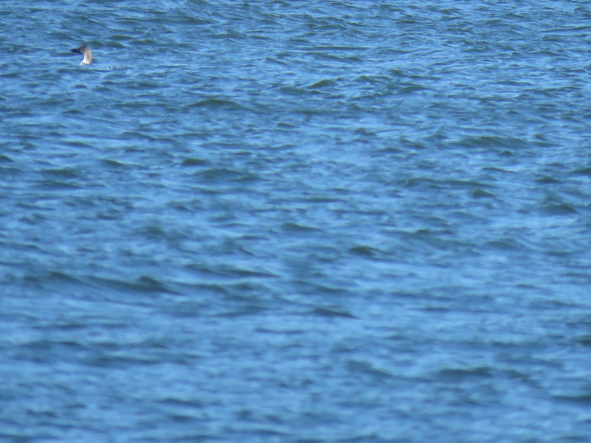 Common Loon - ML547346691