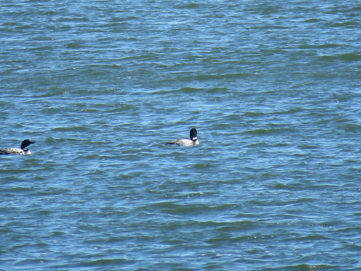 Common Loon - ML547346701