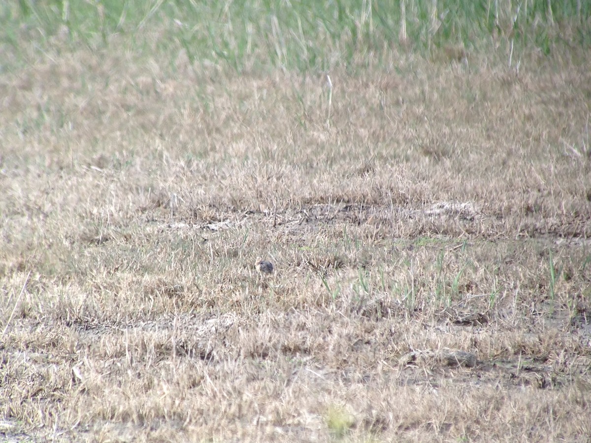 American Pipit - Taylor Abbott