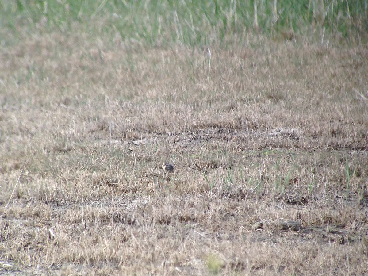 American Pipit - ML54734711