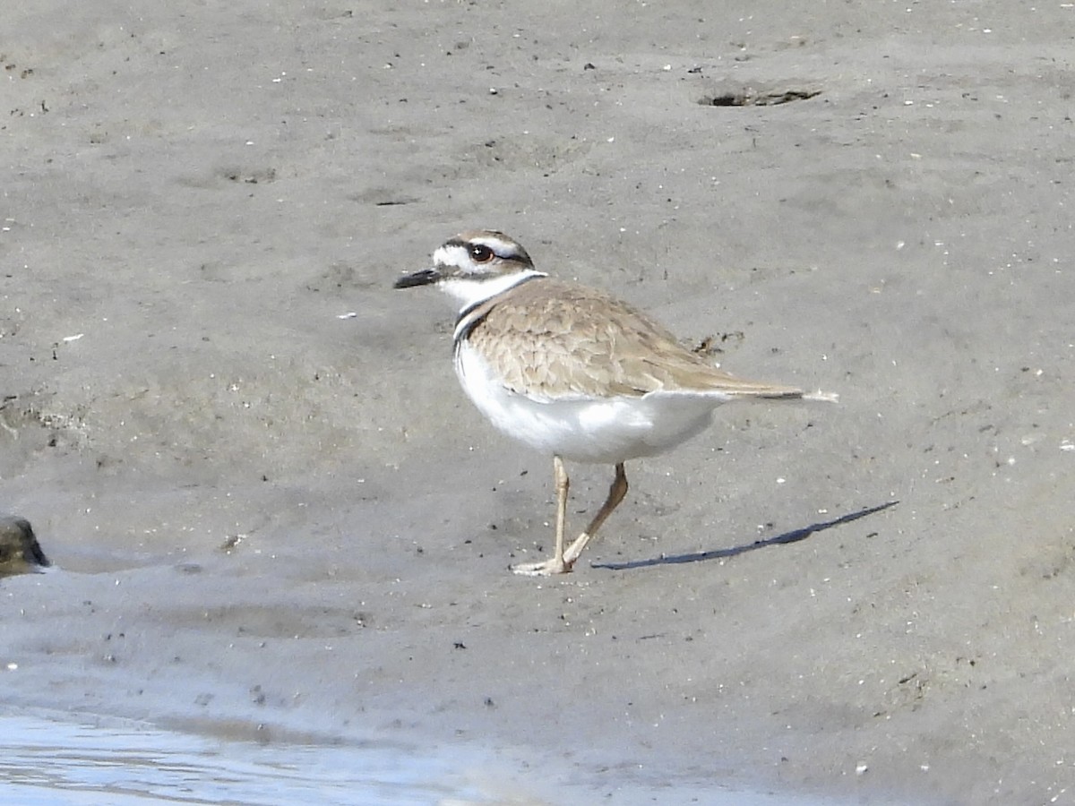 Killdeer - ML547347331