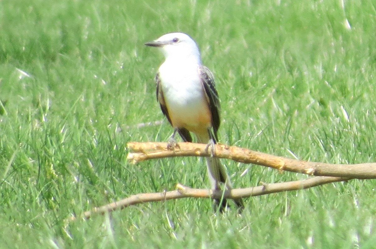 Scissor-tailed Flycatcher - ML54734751