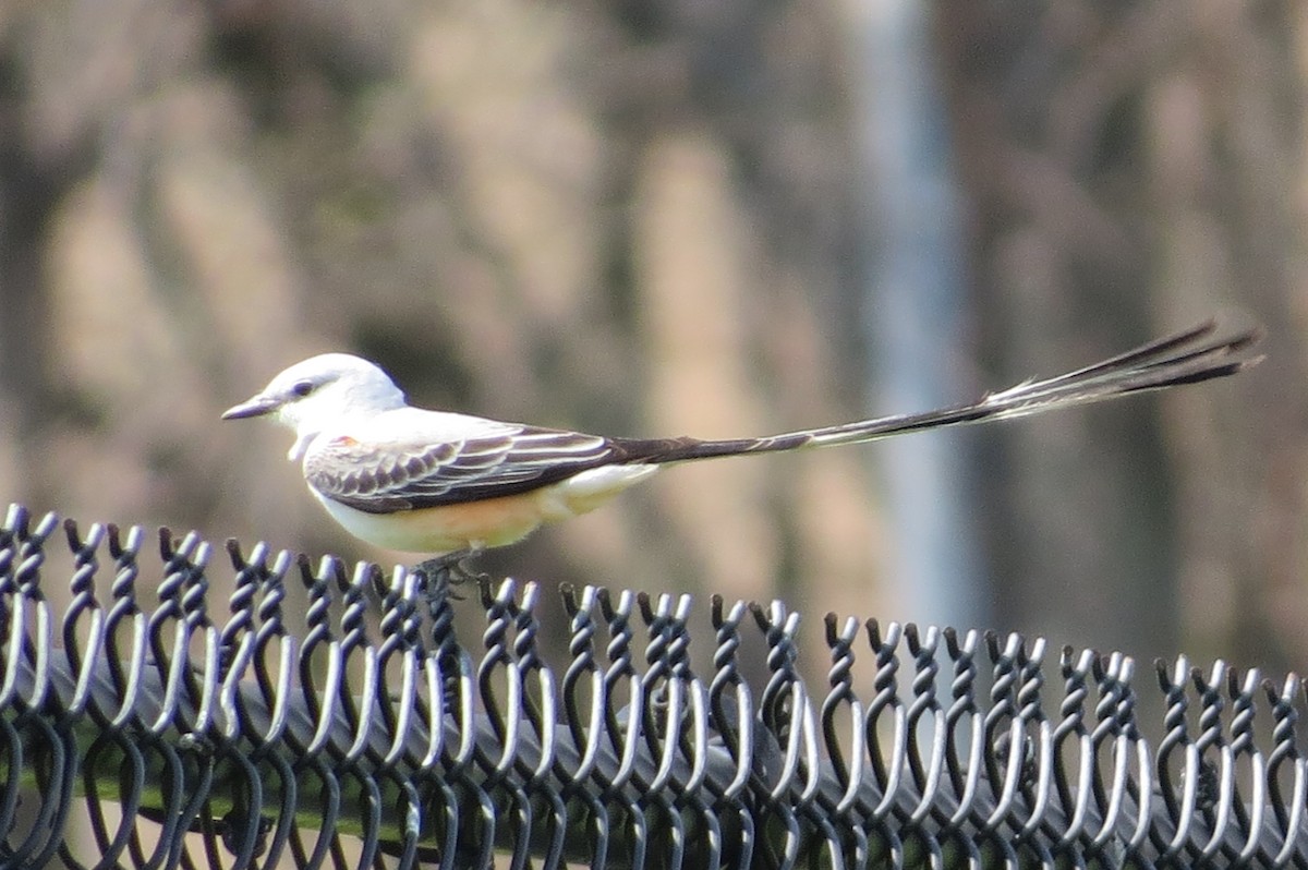 Scissor-tailed Flycatcher - ML54734781