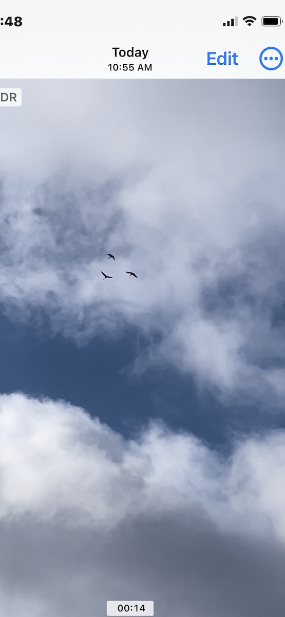 Sandhill Crane - ML547348911