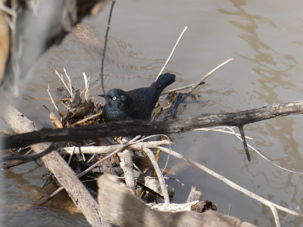 Rusty Blackbird - ML547349531