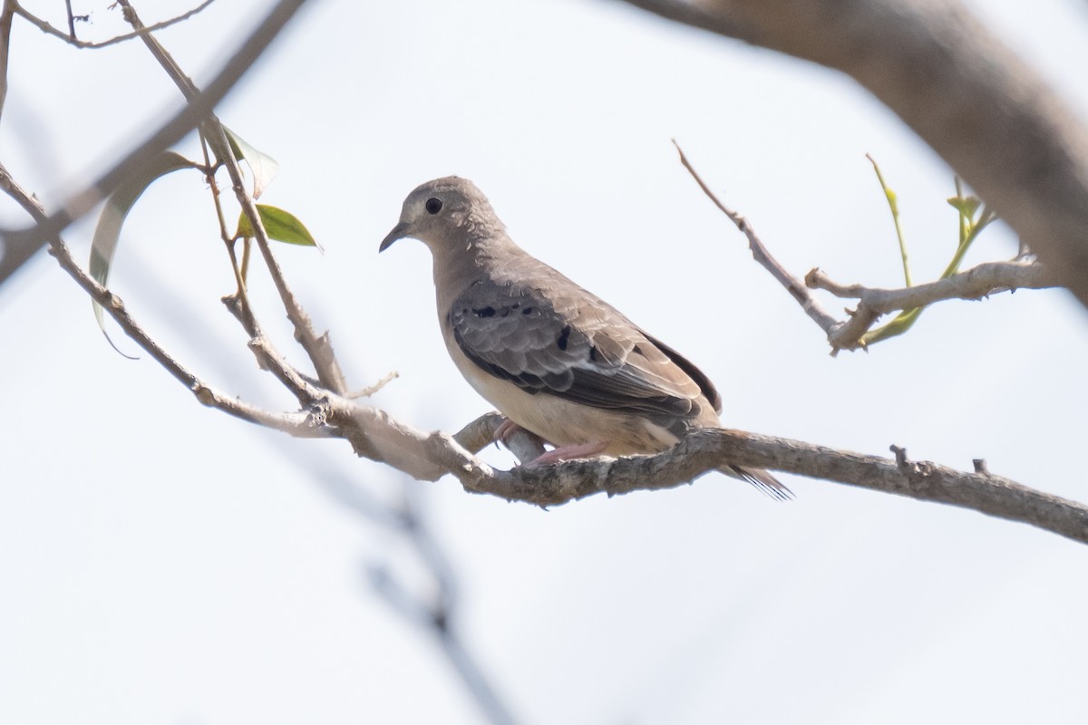 Ruddy Ground Dove - ML547349771