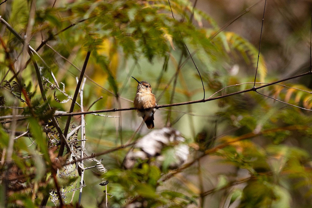 Sparkling-tailed Hummingbird - Ryan Shaw