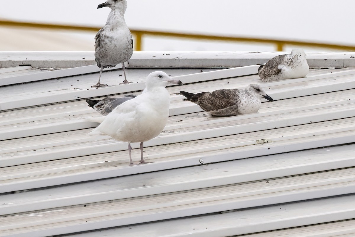 Glaucous Gull - ML547351251