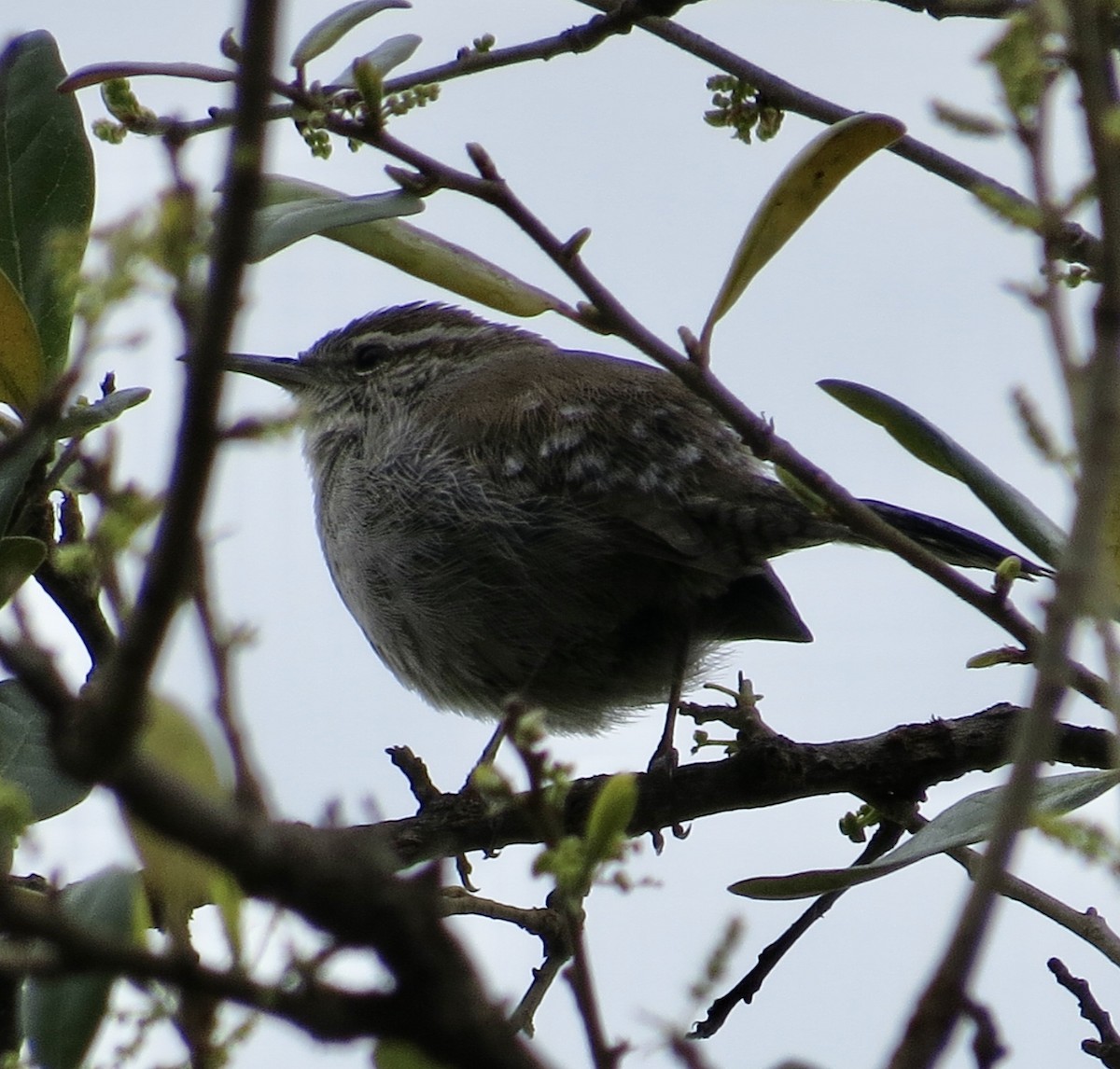 Bewick's Wren - ML547352801