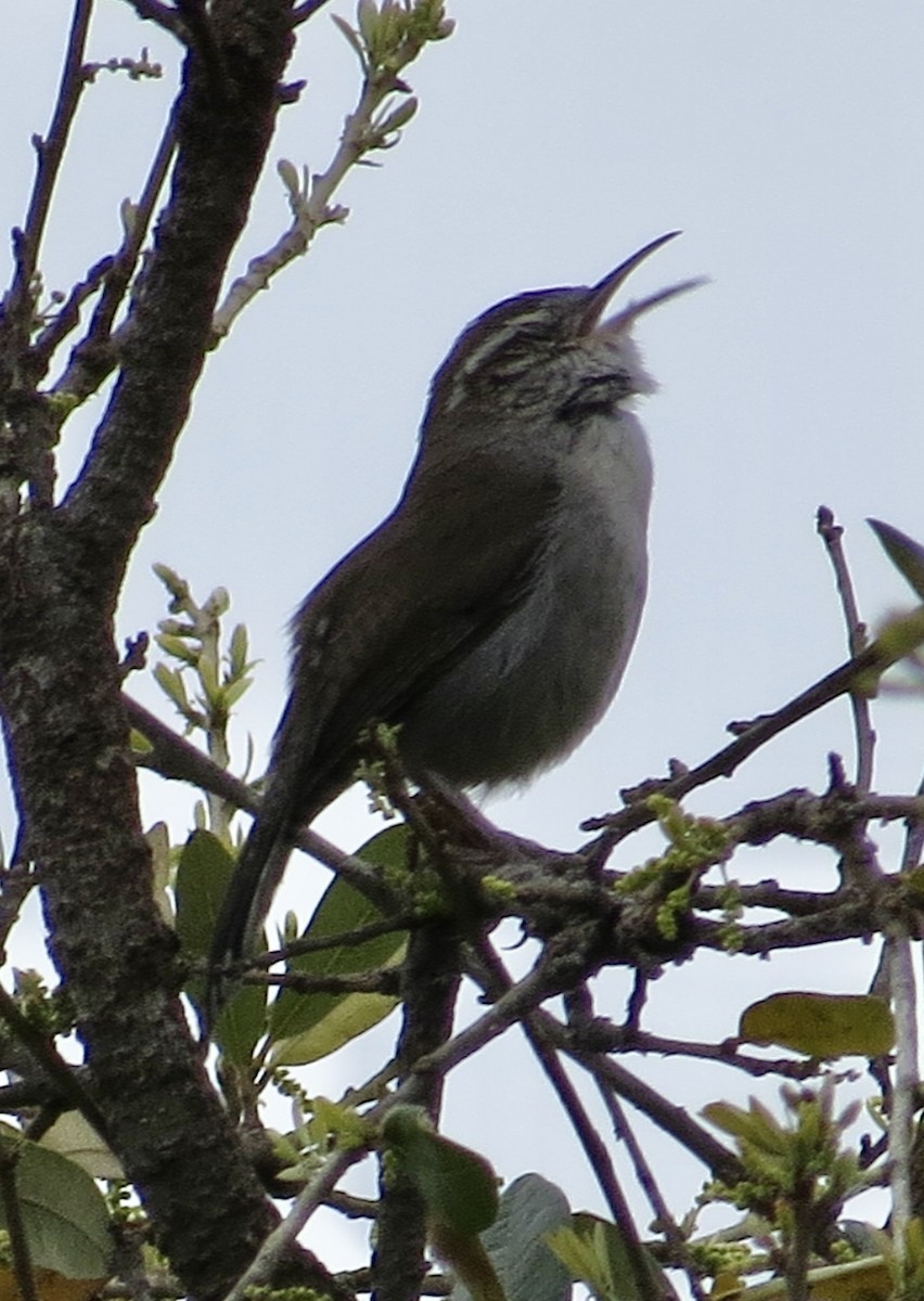 Troglodyte de Bewick - ML547352931