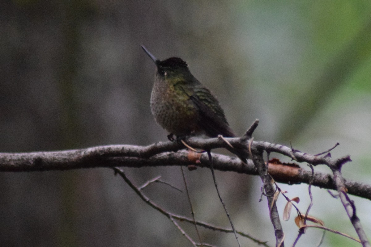 Green-backed Firecrown - ML547354211