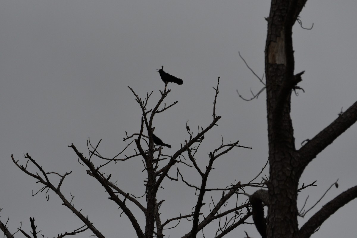 Boat-tailed Grackle - ML547354681