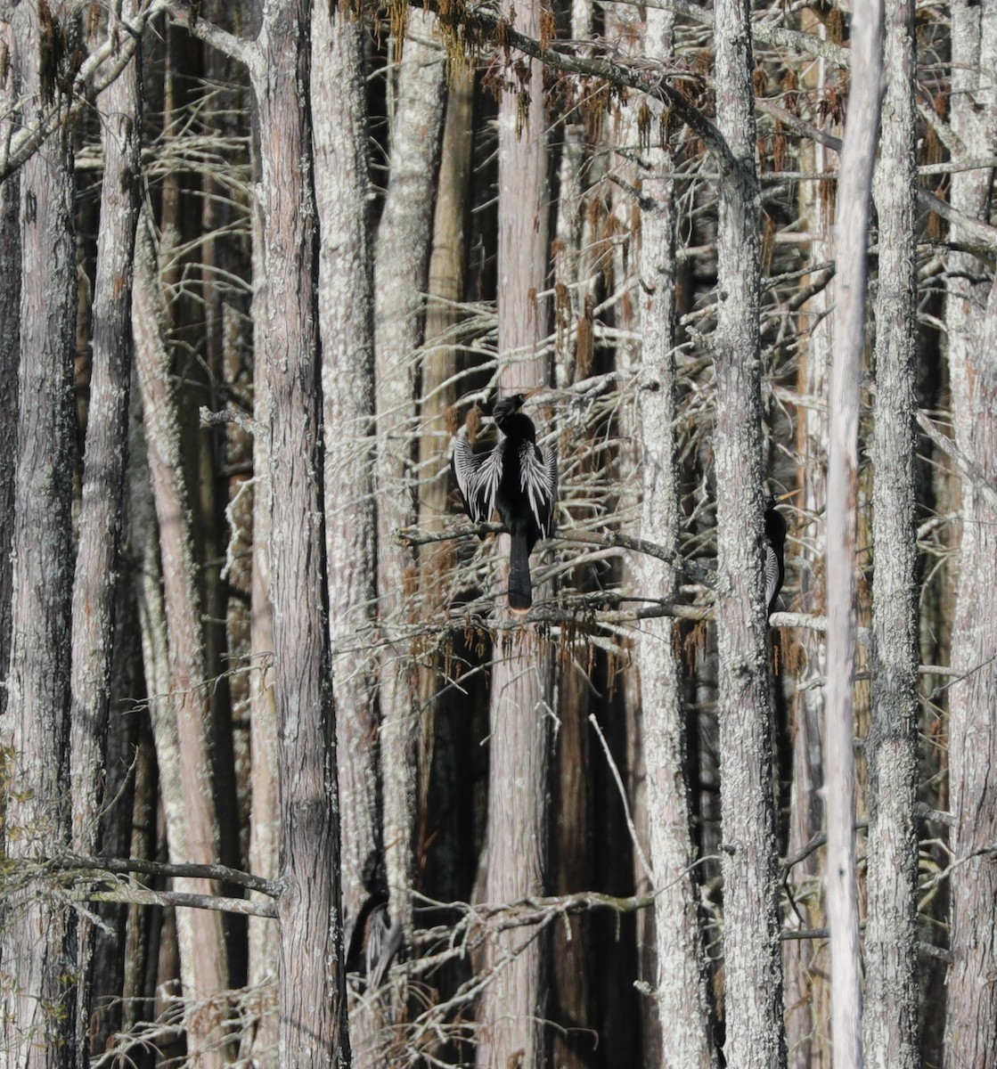 Anhinga - Laurel Barnhill