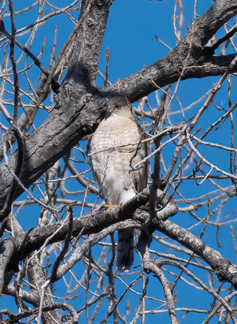 Cooper's Hawk - ML547356911