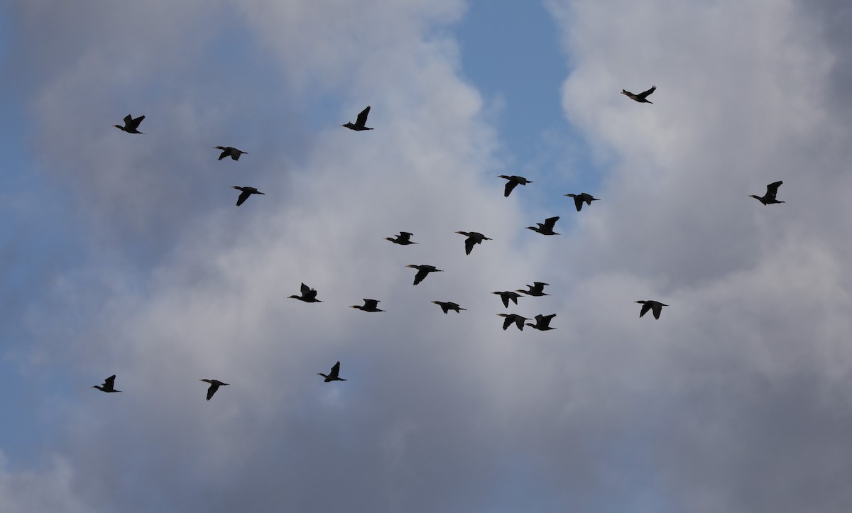 Double-crested Cormorant - Laurel Barnhill