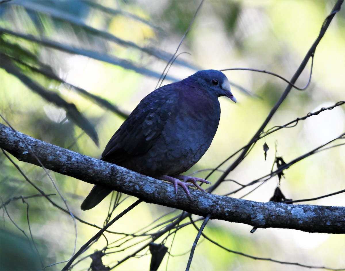 Hispaniolataube - ML547359271