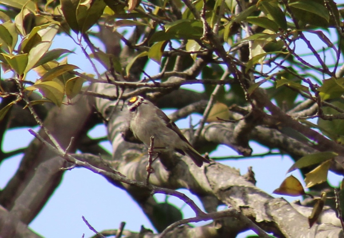 Golden-crowned Kinglet - ML547359321