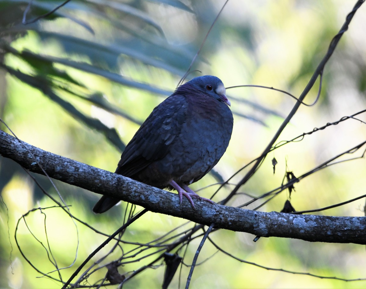White-fronted Quail-Dove - ML547359551