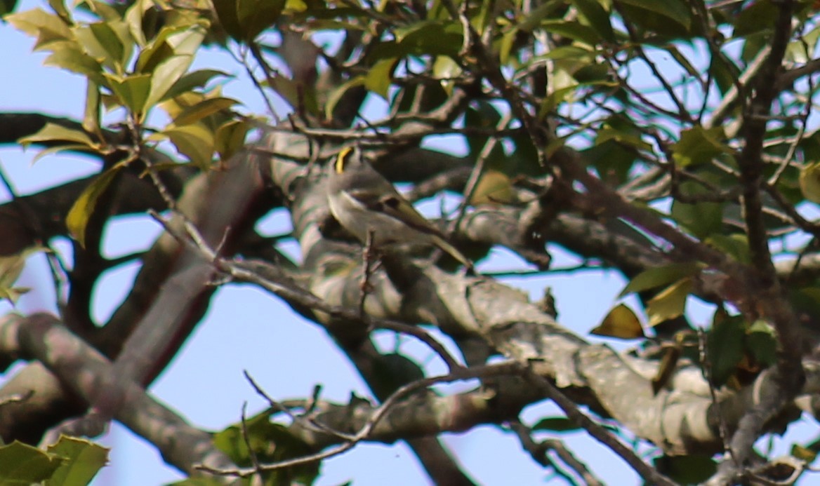 Golden-crowned Kinglet - ML547359581