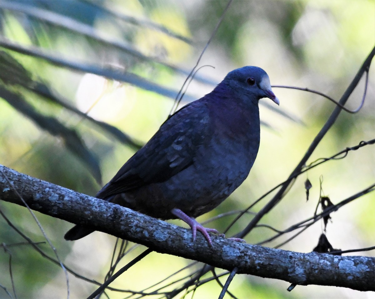 Hispaniolataube - ML547359821