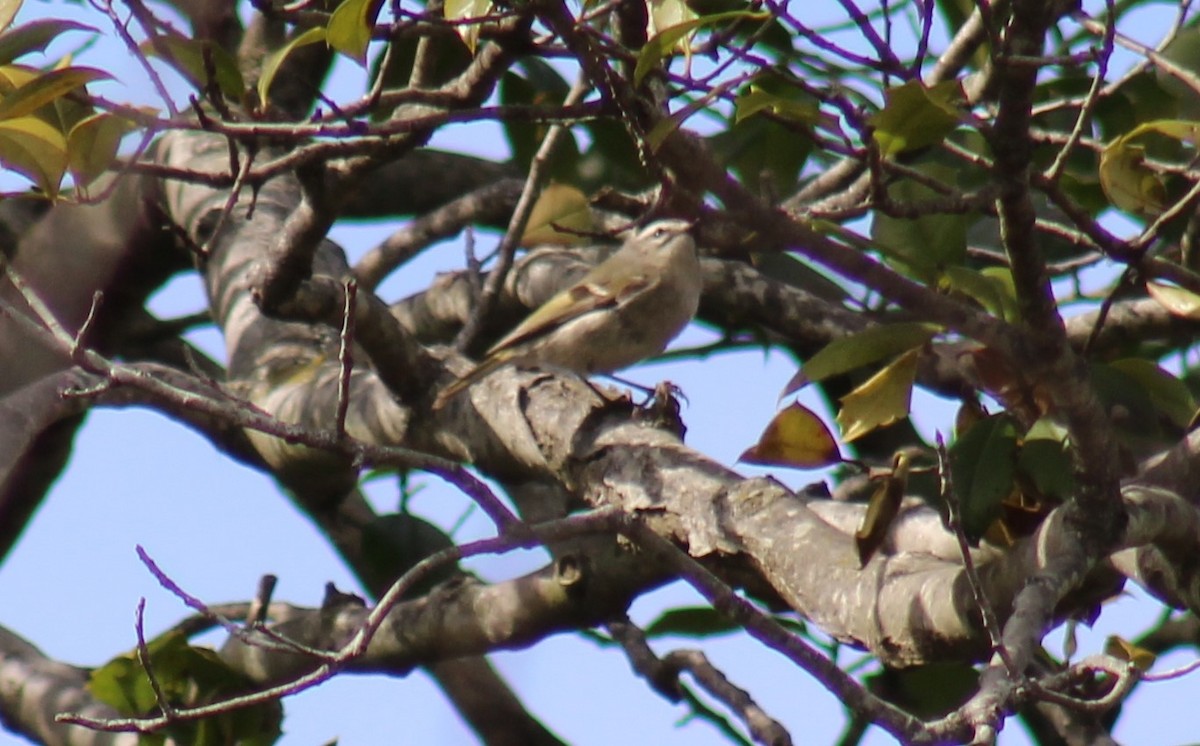 Golden-crowned Kinglet - ML547359941