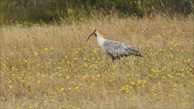 patagoniaibis - ML547359961