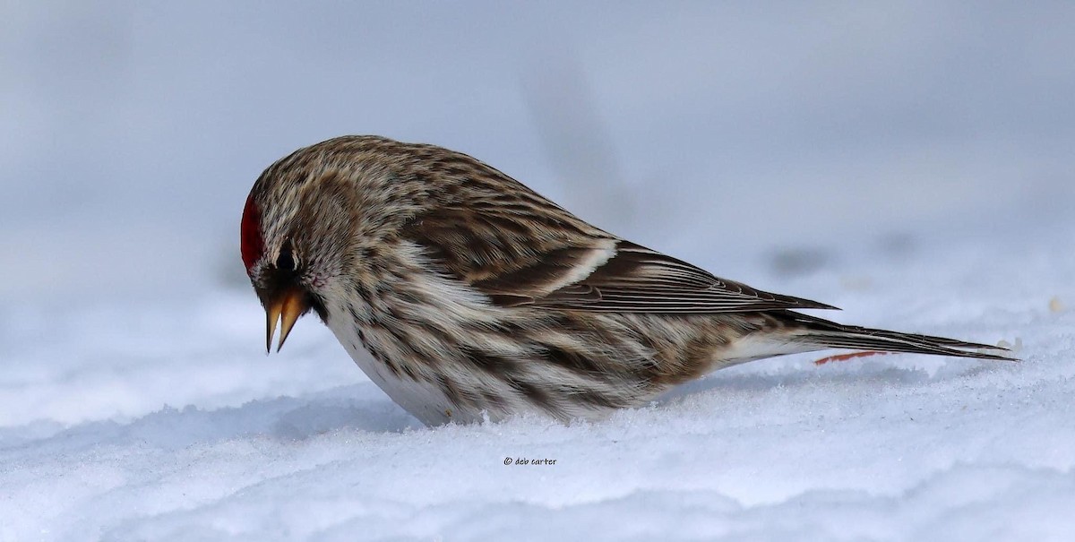 Common Redpoll - ML547360241