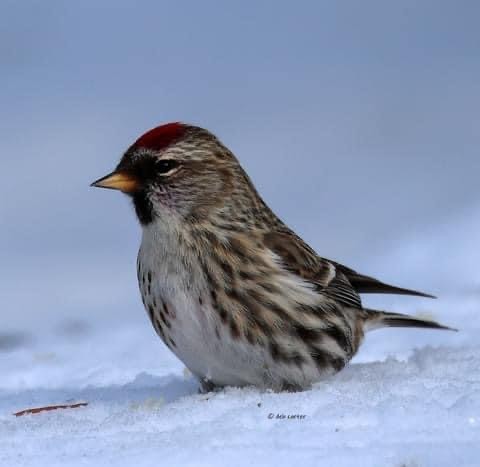 Common Redpoll - ML547360251