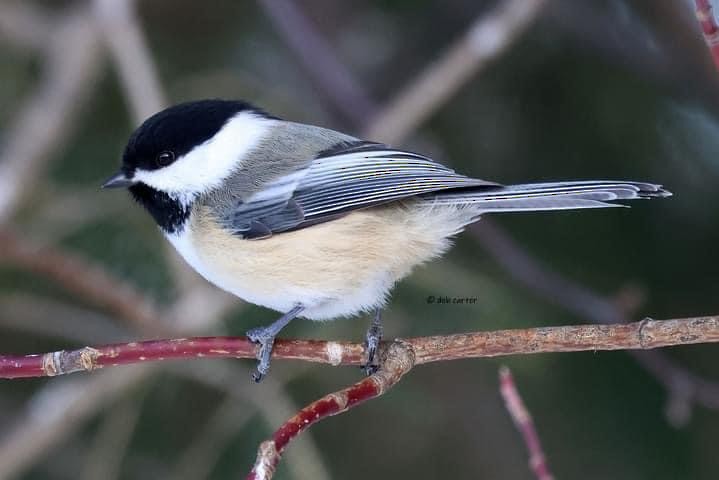 Black-capped Chickadee - Deb Carter