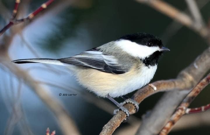 Black-capped Chickadee - Deb Carter