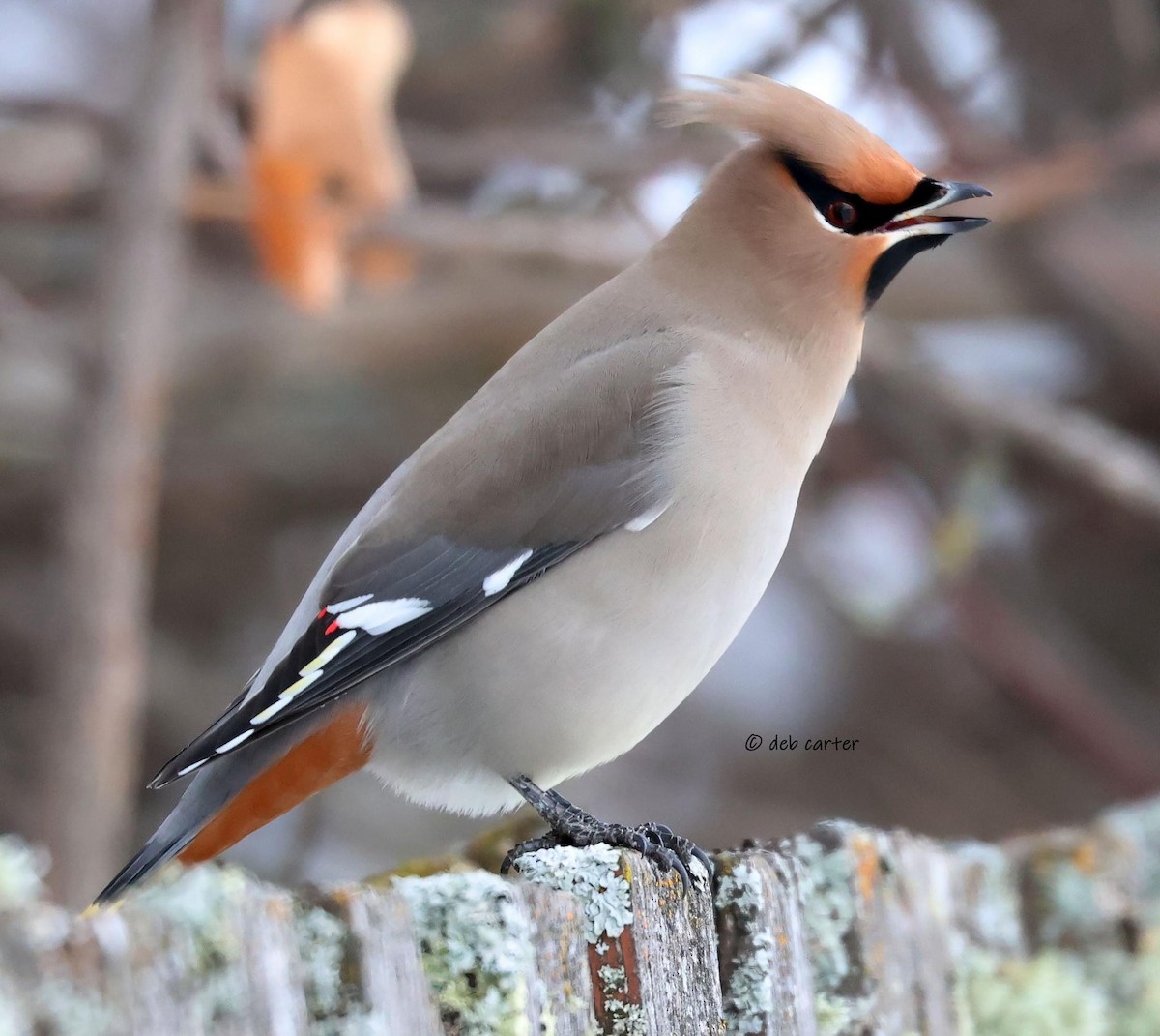 Bohemian Waxwing - ML547362251